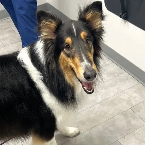 DUKE ADOPTION PENDING