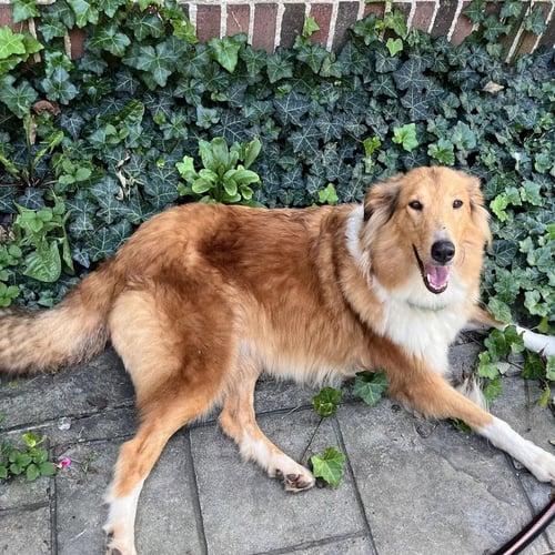 GINNY (ADOPTION PENDING) - Collie available for adoption