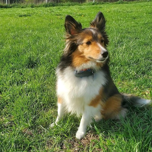 LUNA - Shetland Sheepdog Sheltie available for adoption