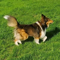 Luna - Photo 2