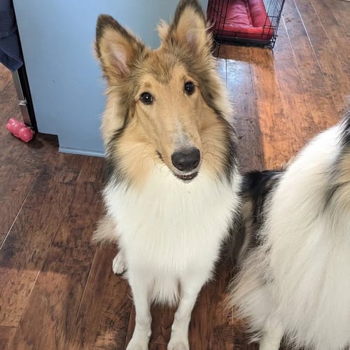 MYLES - Collie available for adoption