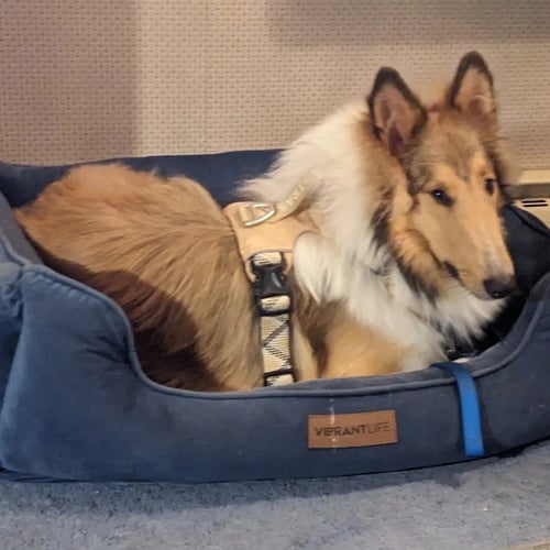 MYLES - Collie available for adoption