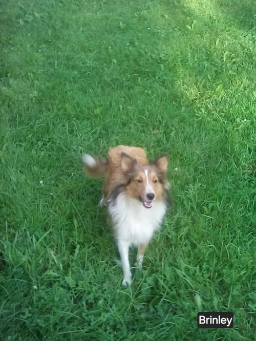BRINKLEY ADOPTION PENDING