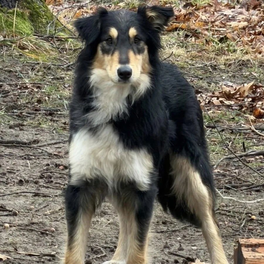 BINDI - Collie available for adoption