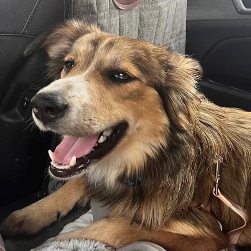 MADDIE - Shetland Sheepdog Sheltie / Australian Shepherd available for adoption