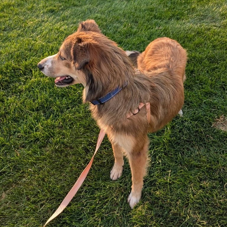 Maddie Image