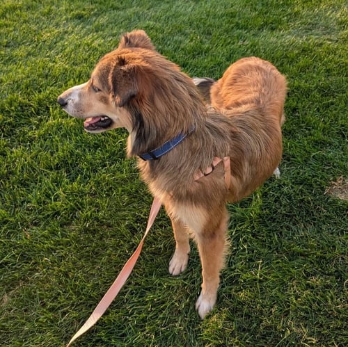 MADDIE - Shetland Sheepdog Sheltie / Australian Shepherd available for adoption