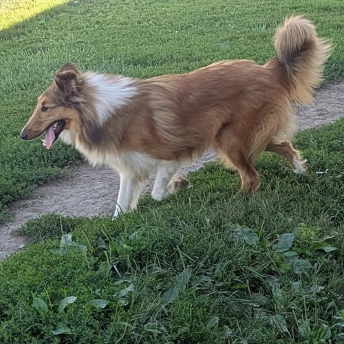 LEXI - Unknown available for adoption