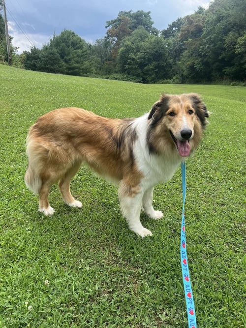 CASSIE - Collie available for adoption