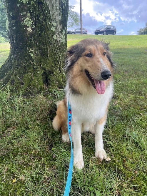 CASSIE - Collie available for adoption