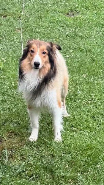 ROCKY - Shetland Sheepdog Sheltie available for adoption