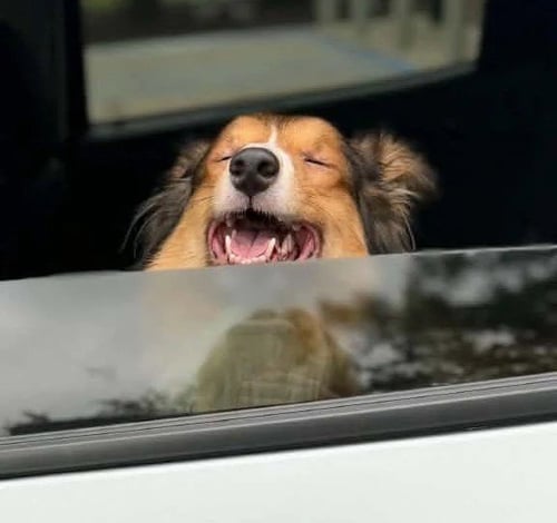 ROCKY - Shetland Sheepdog Sheltie available for adoption