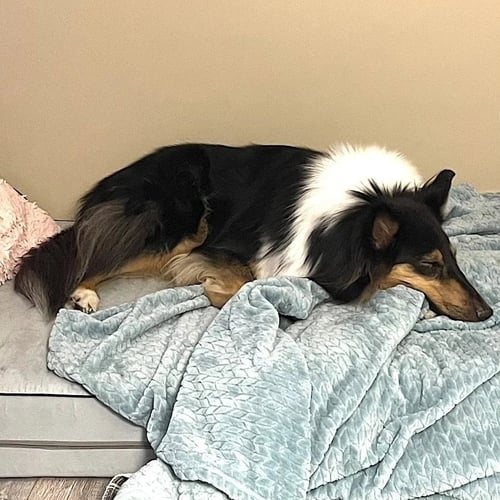 STEVIE NICKS-ADOPTION PENDING - Collie available for adoption