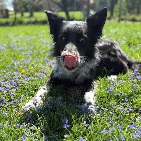 TODD - Border Collie available for adoption