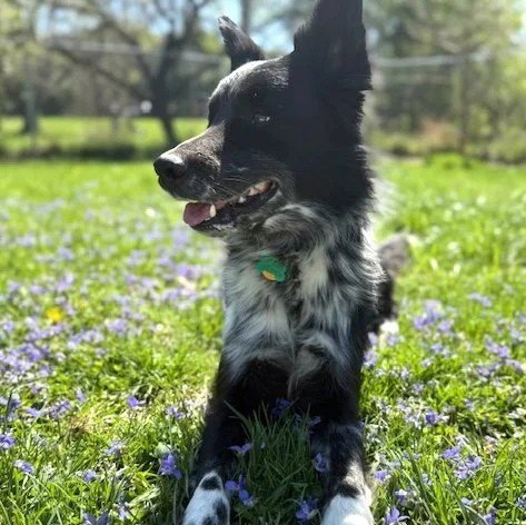 TODD - Border Collie available for adoption