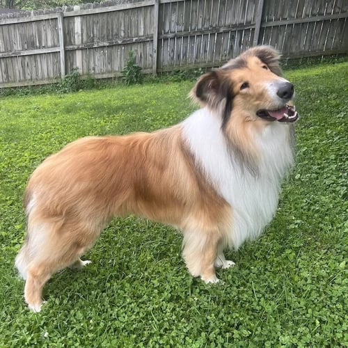 DUCE - Collie available for adoption