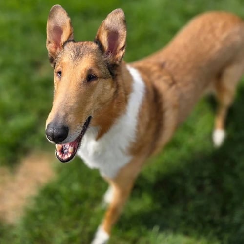 JACOBY - Smooth Collie available for adoption