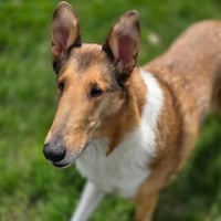 Jacoby - Photo 2