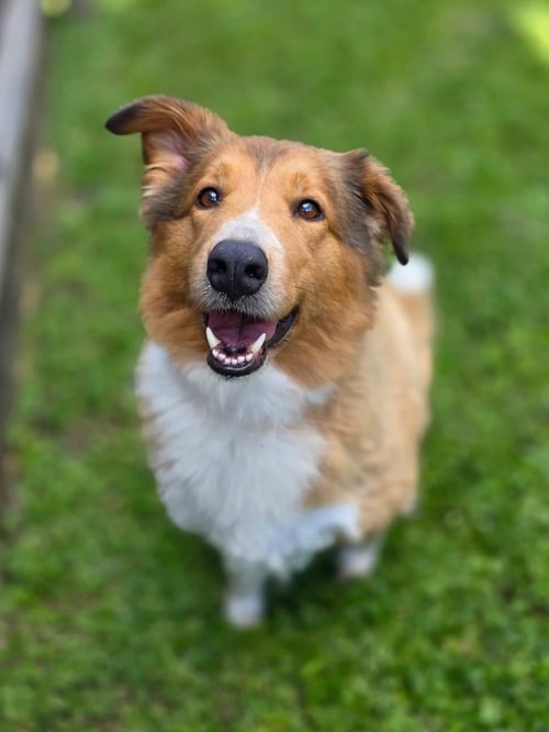 LULU - Collie available for adoption