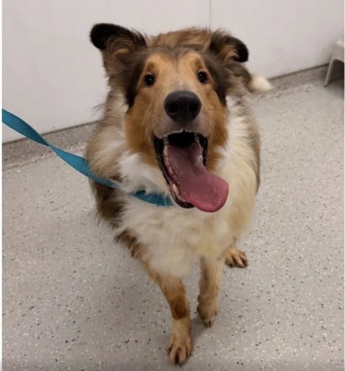 INDY REX - Collie available for adoption