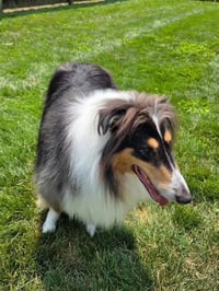 ReX - Photo 1