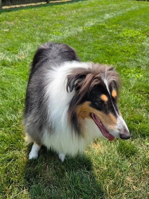 REX - Collie available for adoption