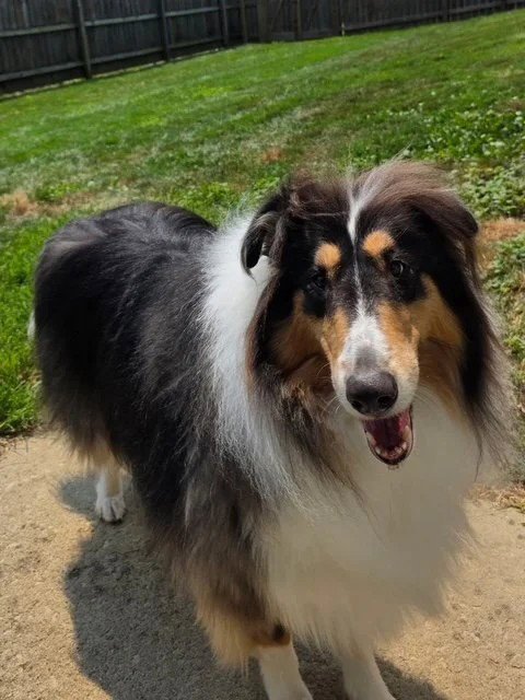 REX - Collie available for adoption
