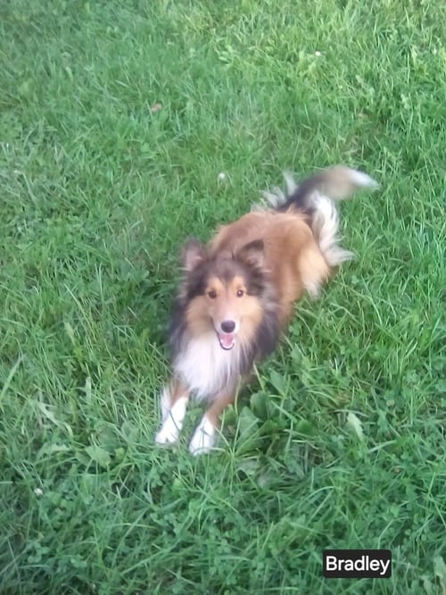 BRADLEY ADOPTION PENDING