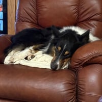 Sam - Photo 3