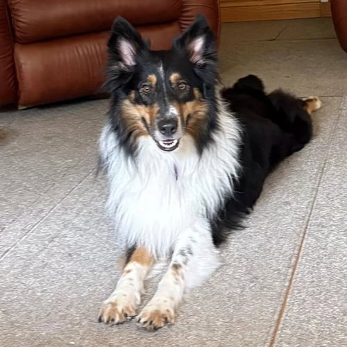 SAM - Collie available for adoption