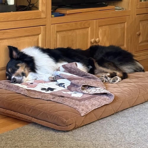 SAM - Collie available for adoption