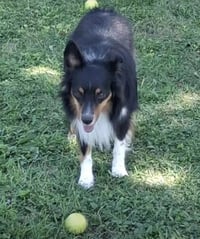 Smudge - Photo 2