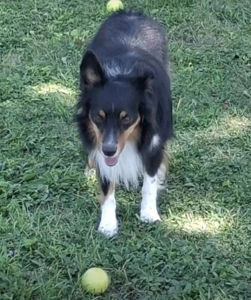 SMUDGE - Shetland Sheepdog Sheltie available for adoption