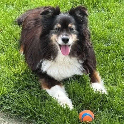 BLEU - Shetland Sheepdog Sheltie / Australian Shepherd available for adoption