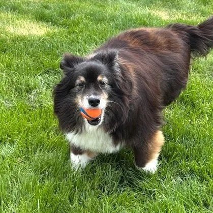 BLEU - Shetland Sheepdog Sheltie / Australian Shepherd available for adoption
