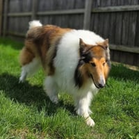 Carver-adoption pending - Photo 1