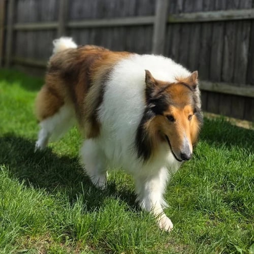 CARVER-ADOPTION PENDING - Collie available for adoption