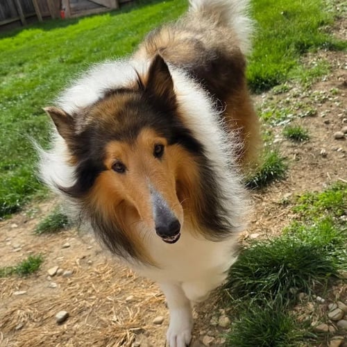 CARVER-ADOPTION PENDING - Collie available for adoption
