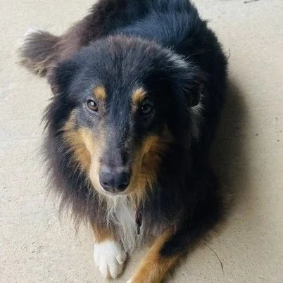 BERT - Collie / Shetland Sheepdog Sheltie available for adoption