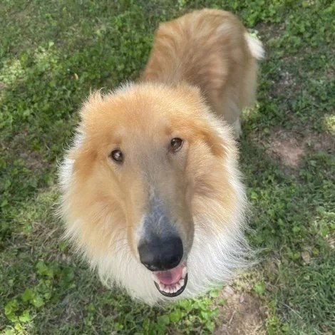 CELINA - Collie available for adoption