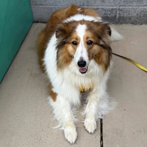 SADIE GRACE - Shetland Sheepdog Sheltie available for adoption
