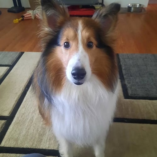 HUNTER - Shetland Sheepdog Sheltie for adoption in Columbus