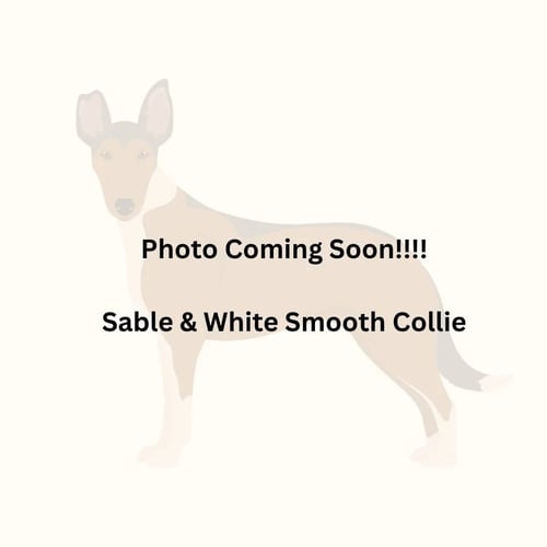 ARNIE (ERIC) - Smooth Collie available for adoption