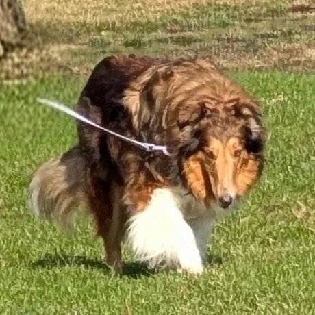 MAGGIE