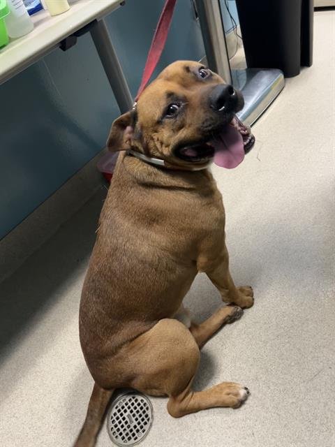 JOHTO - Pit Bull Terrier available for adoption
