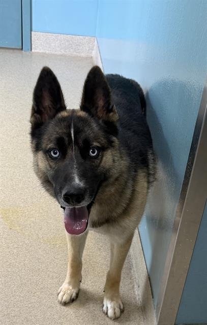 KAISER - German Shepherd Dog available for adoption