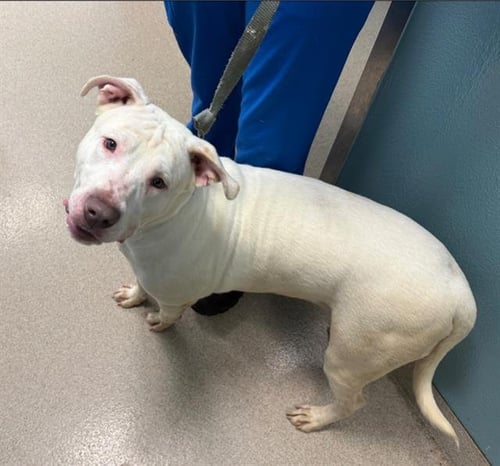 MILO - Labrador Retriever / Pit Bull Terrier available for adoption