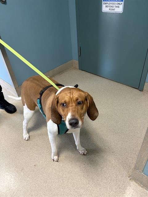 CHANEL - Hound available for adoption