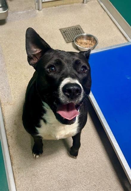 ZEUS - Pit Bull Terrier available for adoption