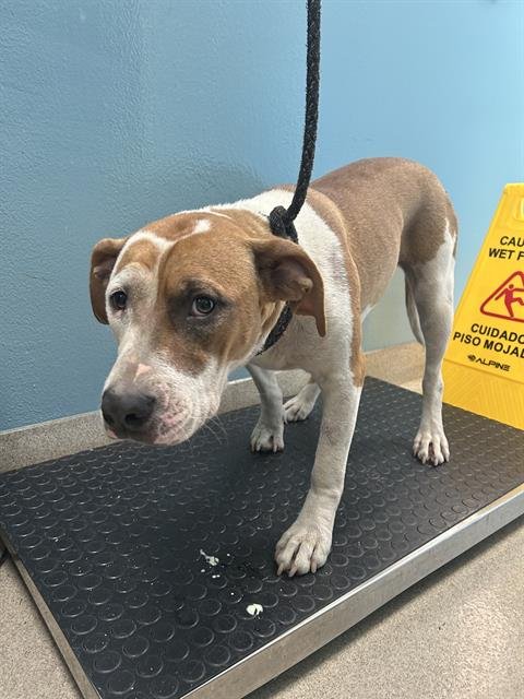 LULU - Hound available for adoption